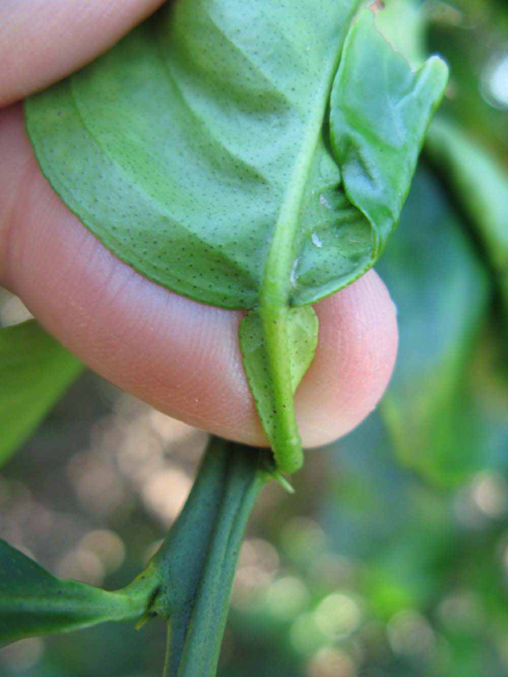              Petiole (Winter Haven, FL)       